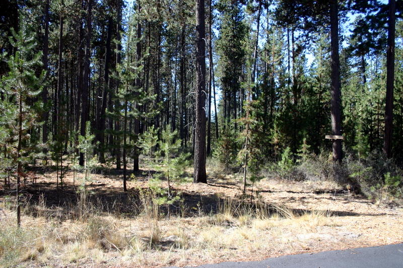 Sample of Thinned Forest